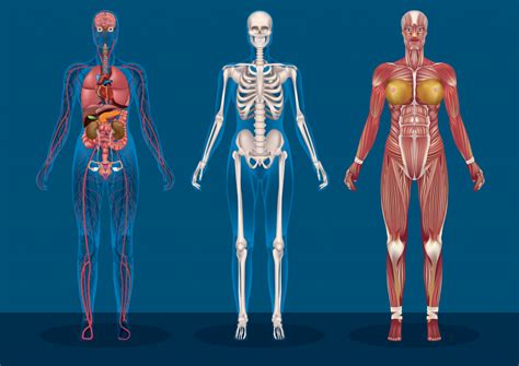 Human Bone Anatomy : Human Skull Anatomy | Bones in Human Skull | DK Find Out