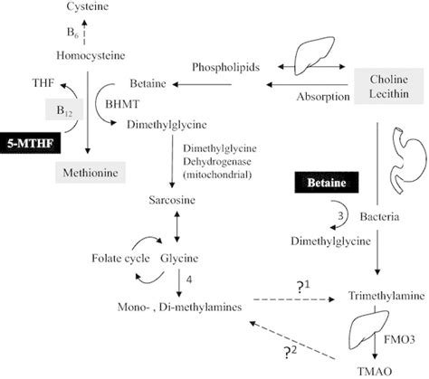 Interaction Between One Carbon Metabolism Choline And Download