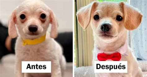 Fotos De Perros Antes Y Despu S De Ser Adoptados Que Te Derretir N