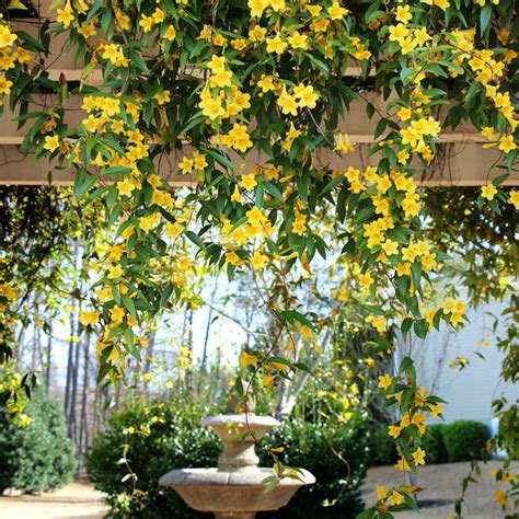 Yellow Jasmine Plants For Sale