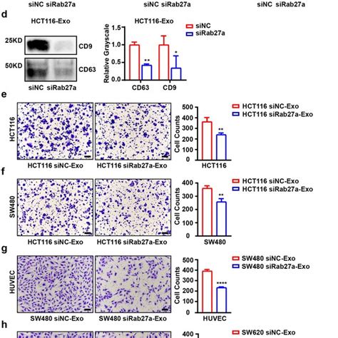 Exosomes Derived From Crc Cells Promote The Migration Of Crc Cells And