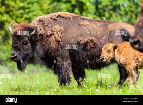 American Bison or Buffalo with calf and herd Stock Photo - Alamy