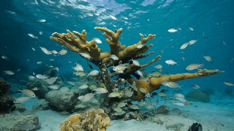 World Ocean Day 2023 The Tides are Changing in Curaçao