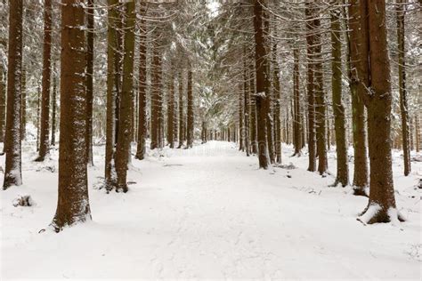 Winter Hiking Trail in the Thuringian Forest Stock Photo - Image of ...