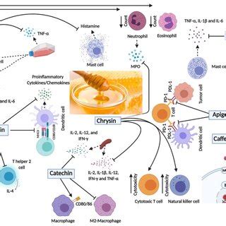 Schematic Diagram Of The Main Immunomodulatory Effects Of The Major