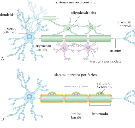 Neurone In Dizionario Di Medicina Treccani Treccani