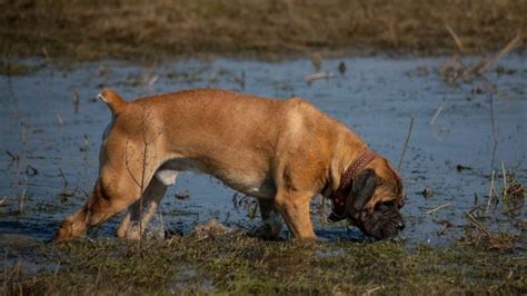 Check Out 9 Boerboel Colors And Find Your Favorite One