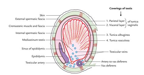 Testis And Epididymis Anatomy Earth S Lab