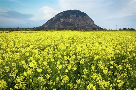 Rapeseed Blossoms On Jeju Island Photograph by Eric Hevesy - Pixels