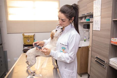 Acupuntura Veterinária como funciona PataAmar 24 horas