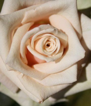 White Majolika Spray Roses Florabundance Wholesale Flowers