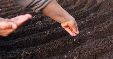 大根の育て方｜水やり、種まき、土寄せなどのコツ｜現役農家が解説