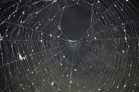 Spider Web Cobweb Free Photo On Pixabay Pixabay