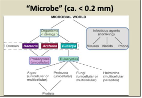 Essential Microbiology 1 Fundamental Biology Genomics And