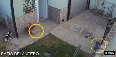 Un Beb De Un A O Y Medio Se Escapa De Su Casa Y Su Perro Le Advierte