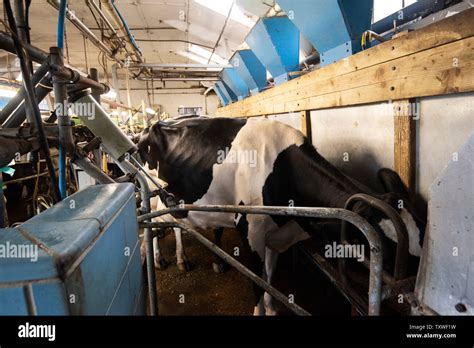 Mechanised Milking On A Dairy Farm In Rural Leicestershire England Uk