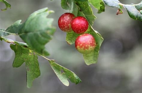 Wallpaper Leaves Food Nature Red Macro Branch Fruit Insect