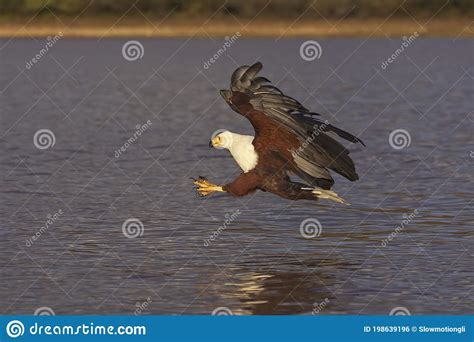 African Fish Eagle Haliaeetus Vocifer Adult In Flight Fishing At