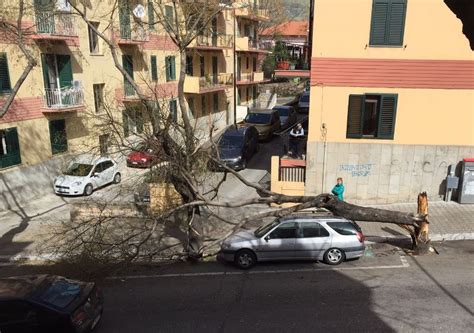 Reggio Albero Crolla Su Auto In Via Cardinale Portanova Per Il Forte