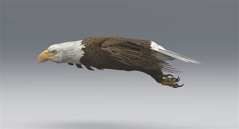 3d American Bald Eagle Animated — Missset