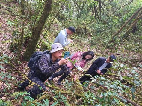 云南有序推进极小种群野生植物保护小区建设方案编制 关注森林