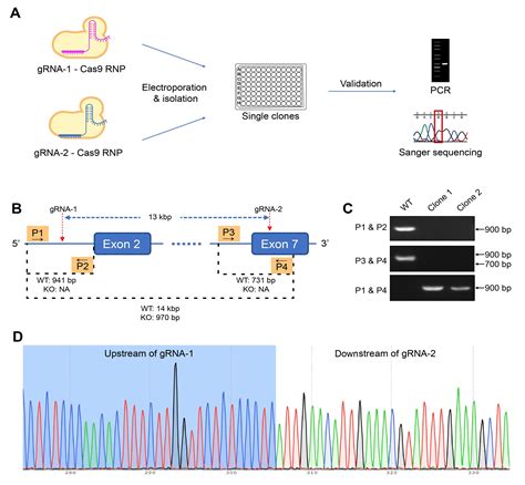 CRISPR 녹아웃 안정세포주 벡터빌더