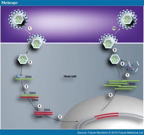 Retroviral Vectors For Gene Therapy Page