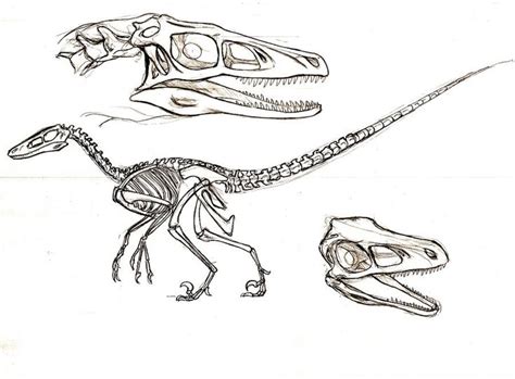 Velociraptor Study By Telera1701 On DeviantArt Skeleton Drawings