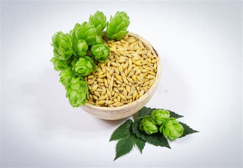 Fresh Hops And Barley Grain Closeup Stock Photo Image Of