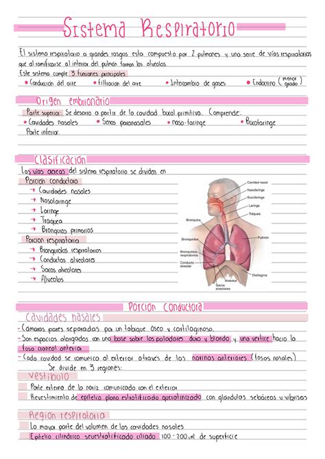 Histología Apuntes sobre laminillas Histologia Studocu