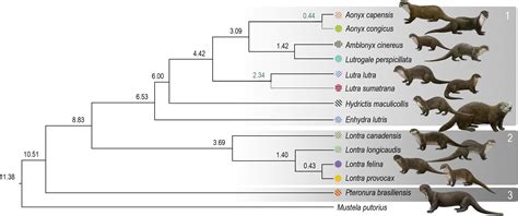 Phylogenomics Of The Worlds Otters Current Biology