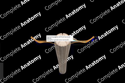 Spinal Ganglion Of First Cervical Nerve Complete Anatomy