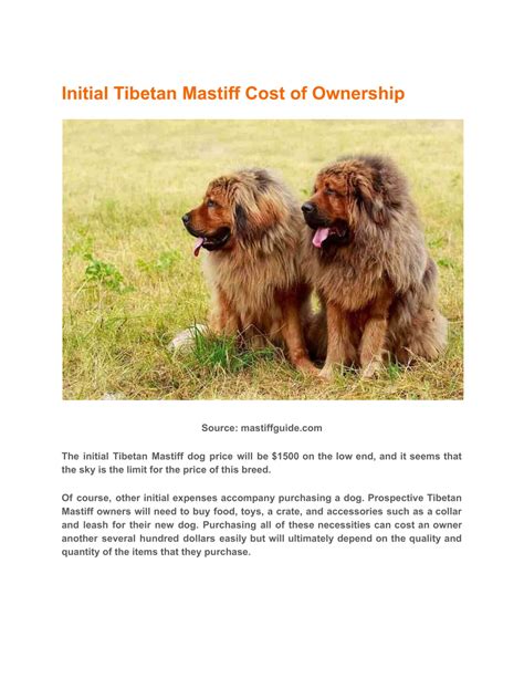 PPT Tibetan Mastiff Price And Lifetime Expenses PowerPoint