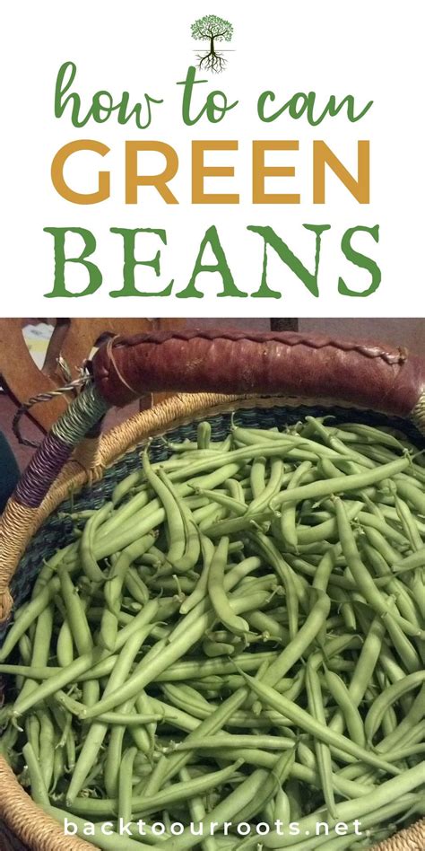 How To Can Green Beans Easy Step By Step Can Green Beans Green