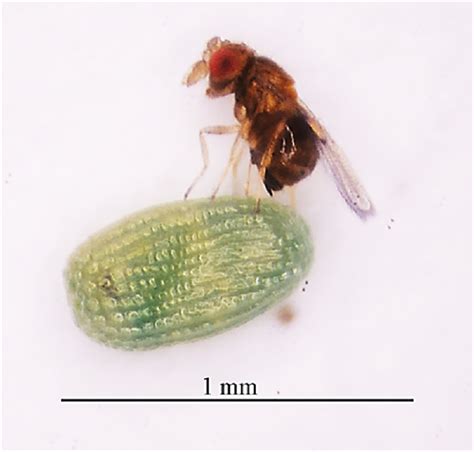 First Record Of Trichogramma Pretiosum Parasitizing Iridopsis Panopla Eggs In Eucalyptus In Brazil