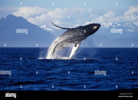 Whale Breaching Hi Res Stock Photography And Images Alamy