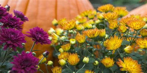 20 Fall Landscape Ideas - Easy Autumn Yard Ideas