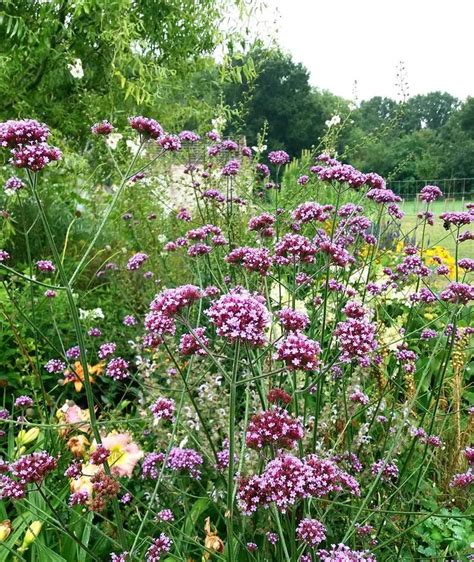 le jardin de barges a publié du contenu sur Instagram Verbena