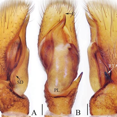 Male Palp Of Carrhotus Qingzhaoae Sp Nov Holotype A Prolateral B