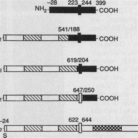 Schematic Representation Of EGF And NGF Chimeric Receptors The