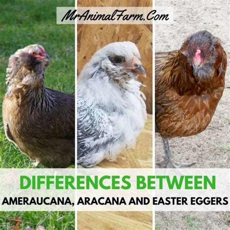 Differences Between Ameraucana Aracana And Easter Egger Chickens Portable Chicken Coop