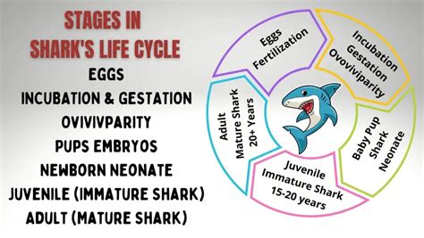 6 Stages Of Sharks Life Cycle 2022 Guide Oxford Pets