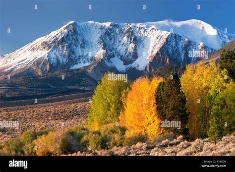 Aspen trees with fall color. Eastern Sierra Nevada Mountains. California Stock Photo - Alamy