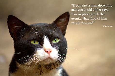 inspirational quotes  funny inspirational dog witty letterpile