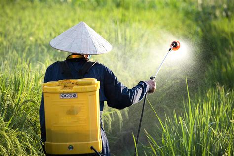 Spraying Fertilizers For Plants