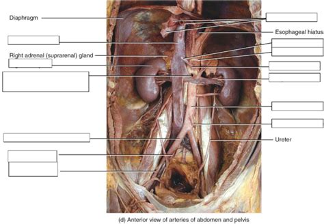 Abdominal Arteries Diagram Quizlet