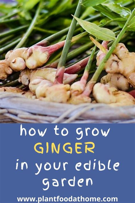 How To Grow Ginger A Comprehensive Guide Ihsanpedia