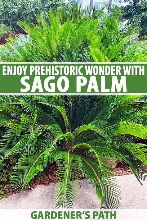 How To Grow And Care For Sago Palm Gardeners Path Sago Palm