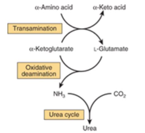 Nitrogen Metabolism Degradation Biochem Exam Flashcards Quizlet