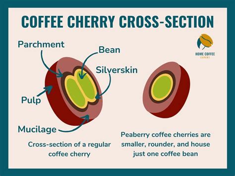 Peaberry Coffee What Is It And Does It Taste Better